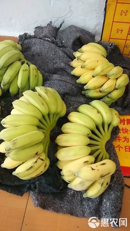 香蕉  福建米蕉粉蕉非广西小米蕉