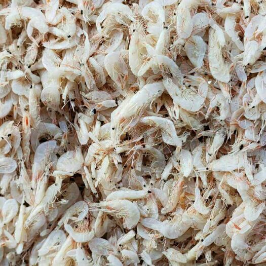 滨州虾皮 18-24个月