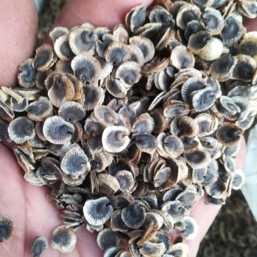 献县蜀葵花  新产蜀葵种子，熟季花种子。净度好芽率高。