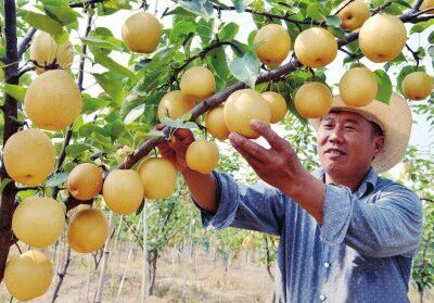 平邑县黄金梨树苗 0.5~1米 