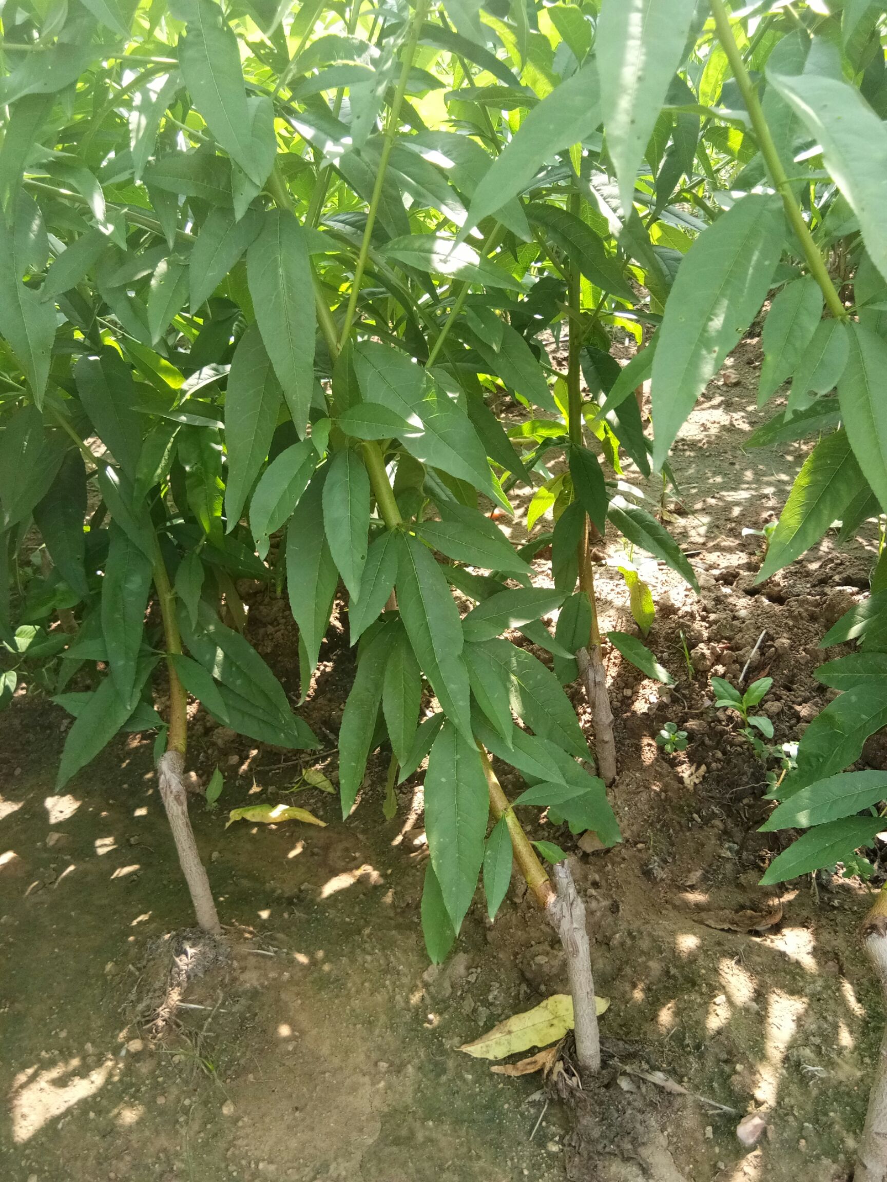  突围，映霜红，黄金蜜，原生桃树苗