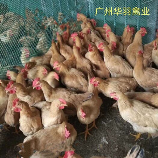 三黄鸡苗  土鸡苗 土三母鸡苗 厂家直销，诚信经营