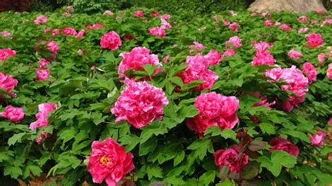 菏泽观赏牡丹 2cm以下 4cm以下 0.5~1米