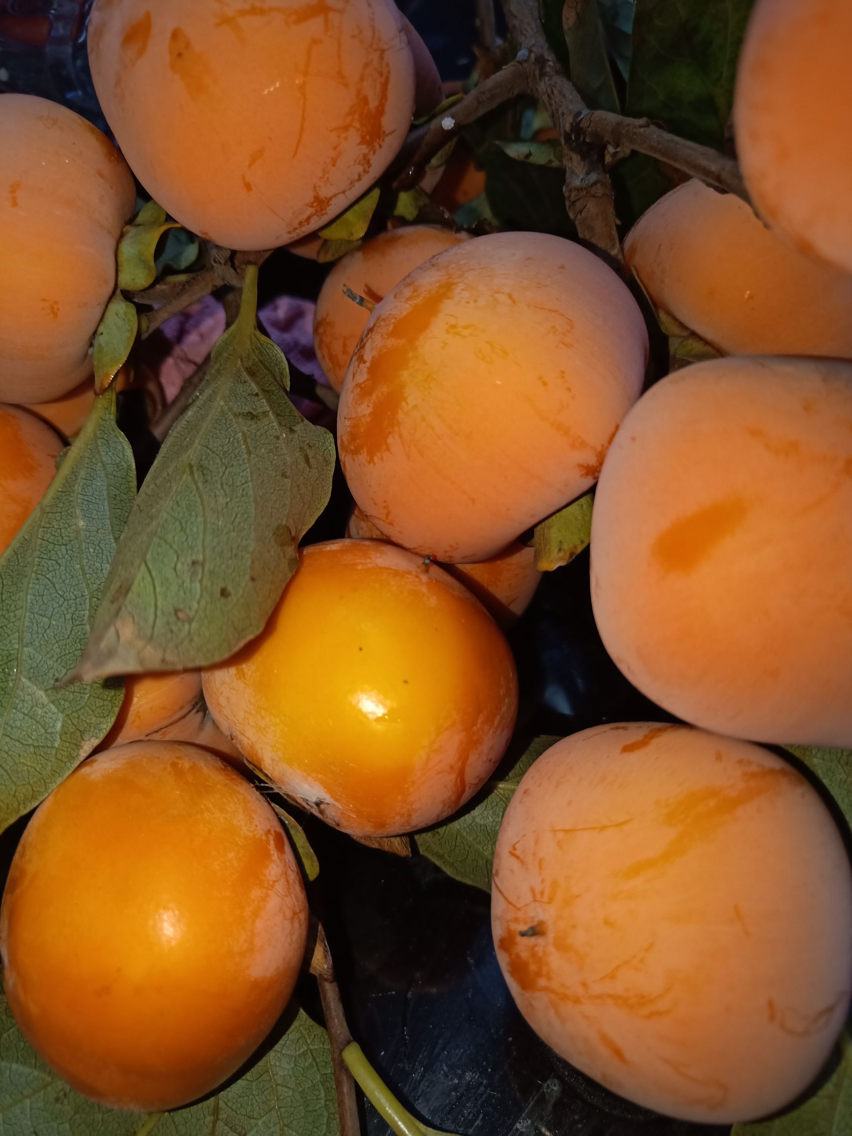 火晶柿子 1 - 2两以上 