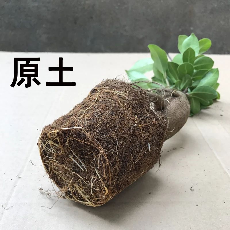 人参榕树盆景