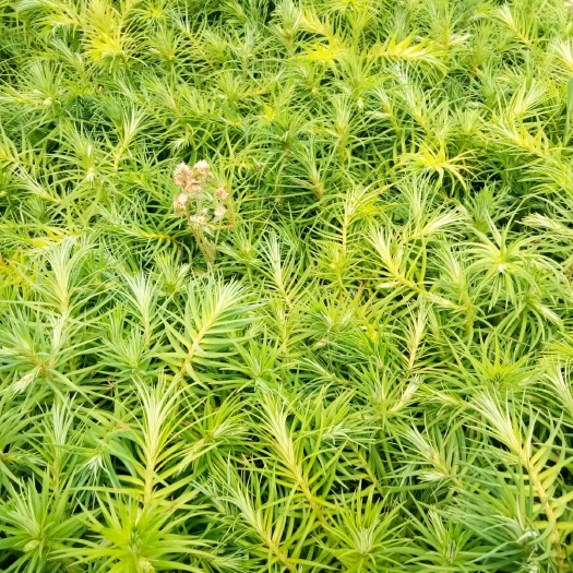 陆良县杉木树苗 杉木 刺杉