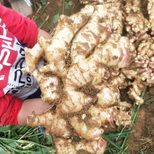 肉姜 6两以上 带土 