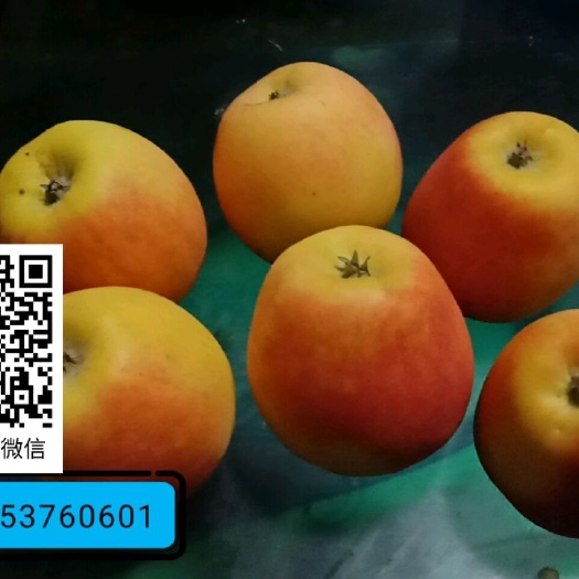 邹城市鲁丽苹果苗 1~1.5米
