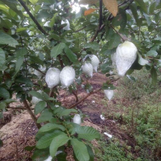 浦北县番石榴  清园啦，量大优惠，一级货