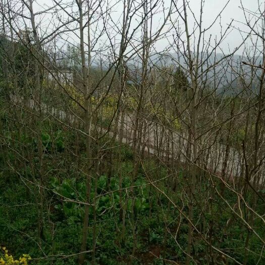 苍溪县银杏实生苗