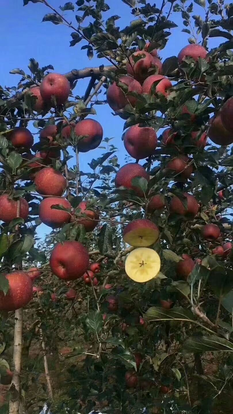 红富士苹果 70mm以上 全红 光果