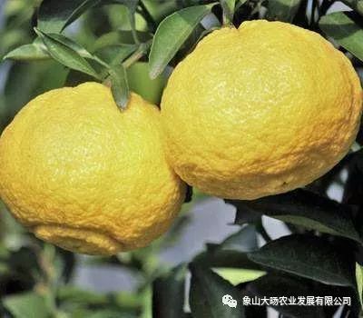 象山县象山青桔柚苗  基地直供 技术支持