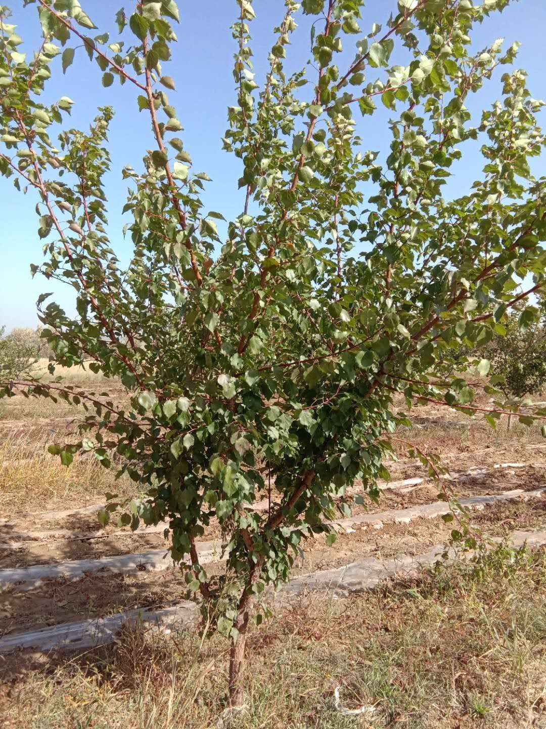 大接杏树苗  仁用杏树，杏树，树苗，成品树苗，绿化，定植树，风景树