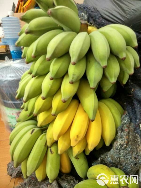 香蕉  福建米蕉粉蕉非广西小米蕉