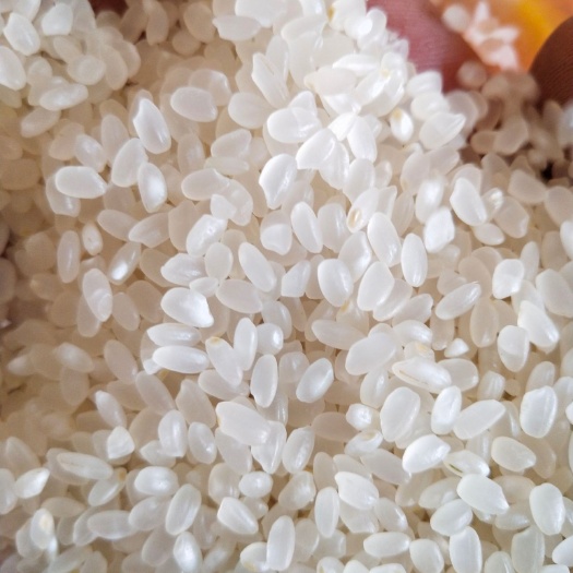 灵璧县香米 有机大米 晚稻 一等品