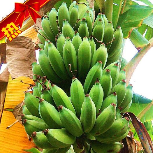 南靖县香蕉  福建米蕉粉蕉非广西小米蕉