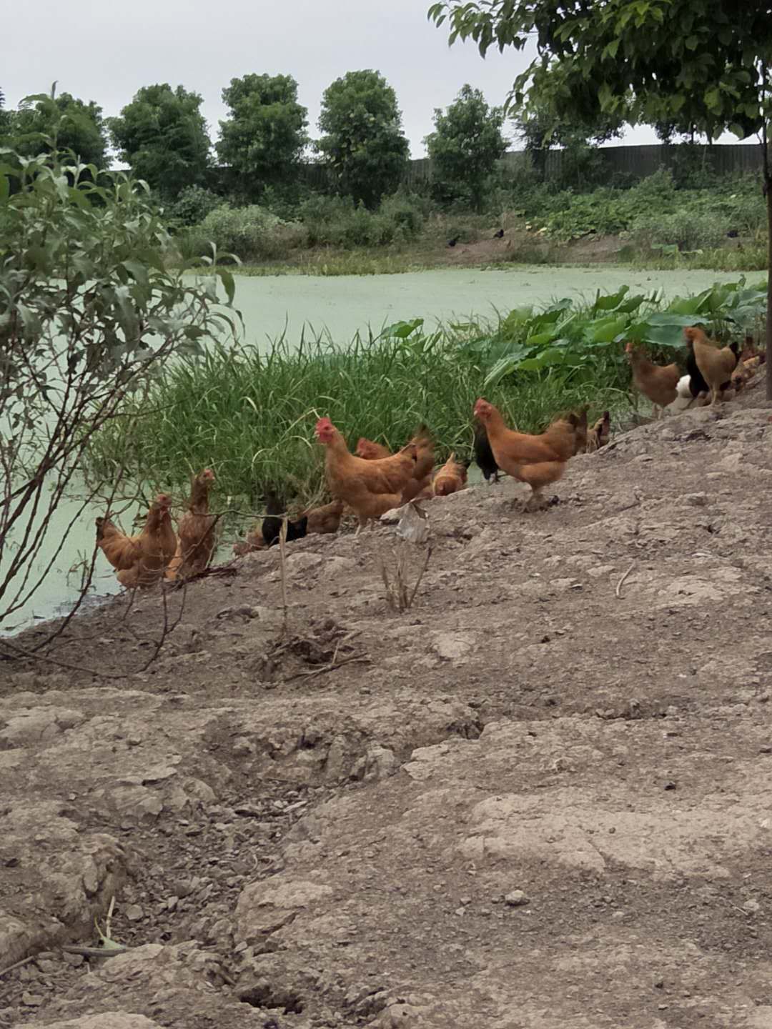 绿壳鸡蛋 食用 箱装 