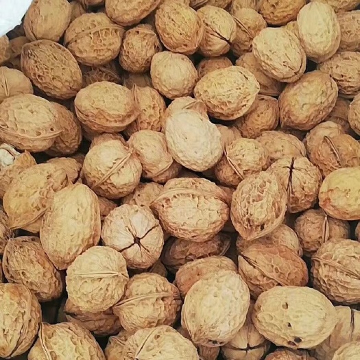 宾川县薄皮核桃