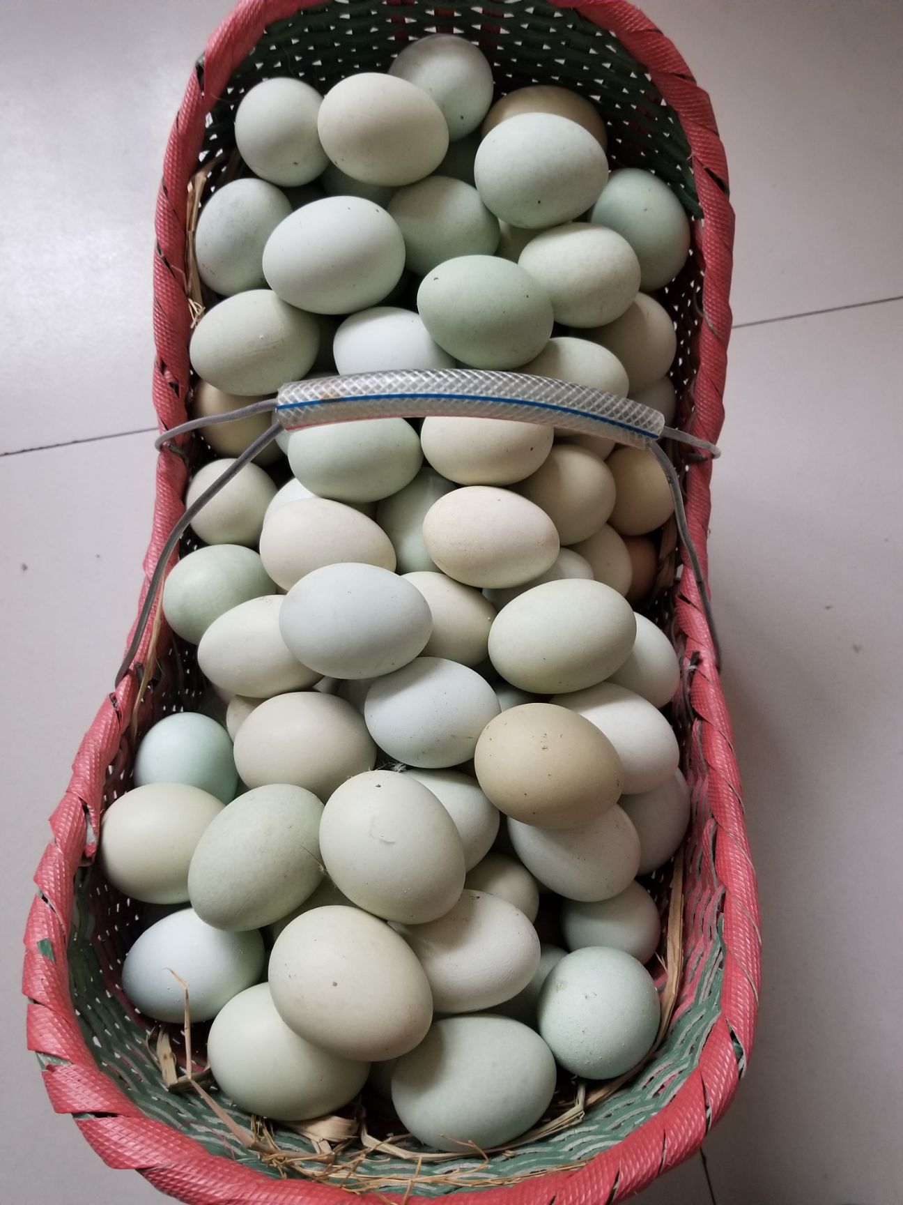 绿壳鸡蛋 食用 箱装 