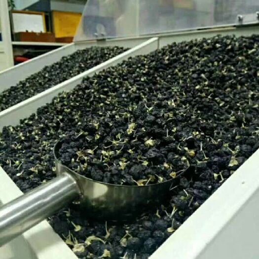 兰州黑枸杞 特优级