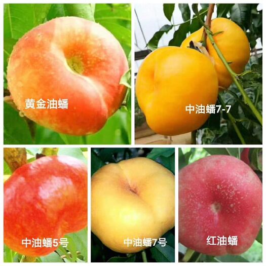 泰安油桃苗  1~1.5米 油蟠桃苗，油桃苗