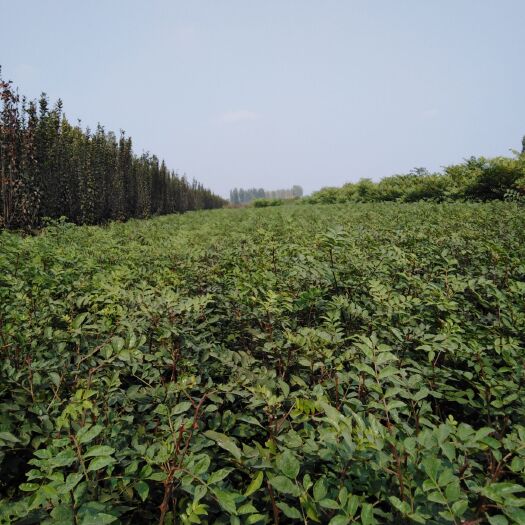 泰安大红袍花椒苗