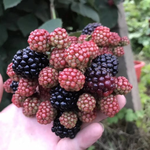嘉祥县果桑苗 