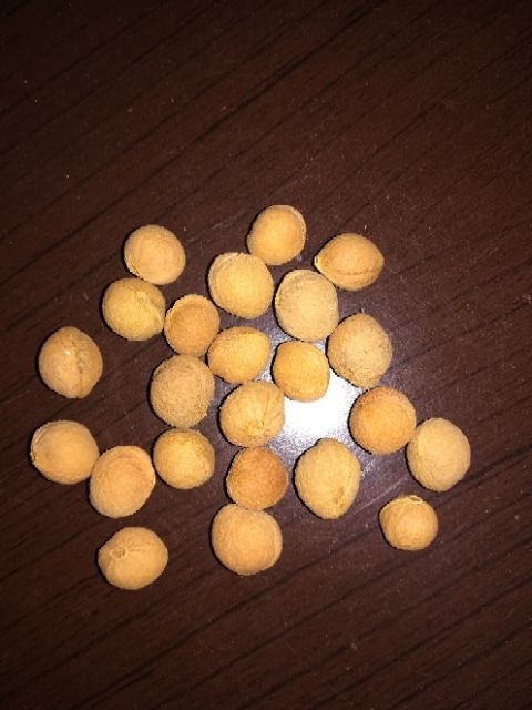 献县榆叶梅种子