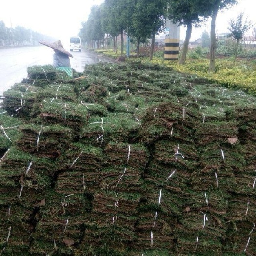 重庆市草皮