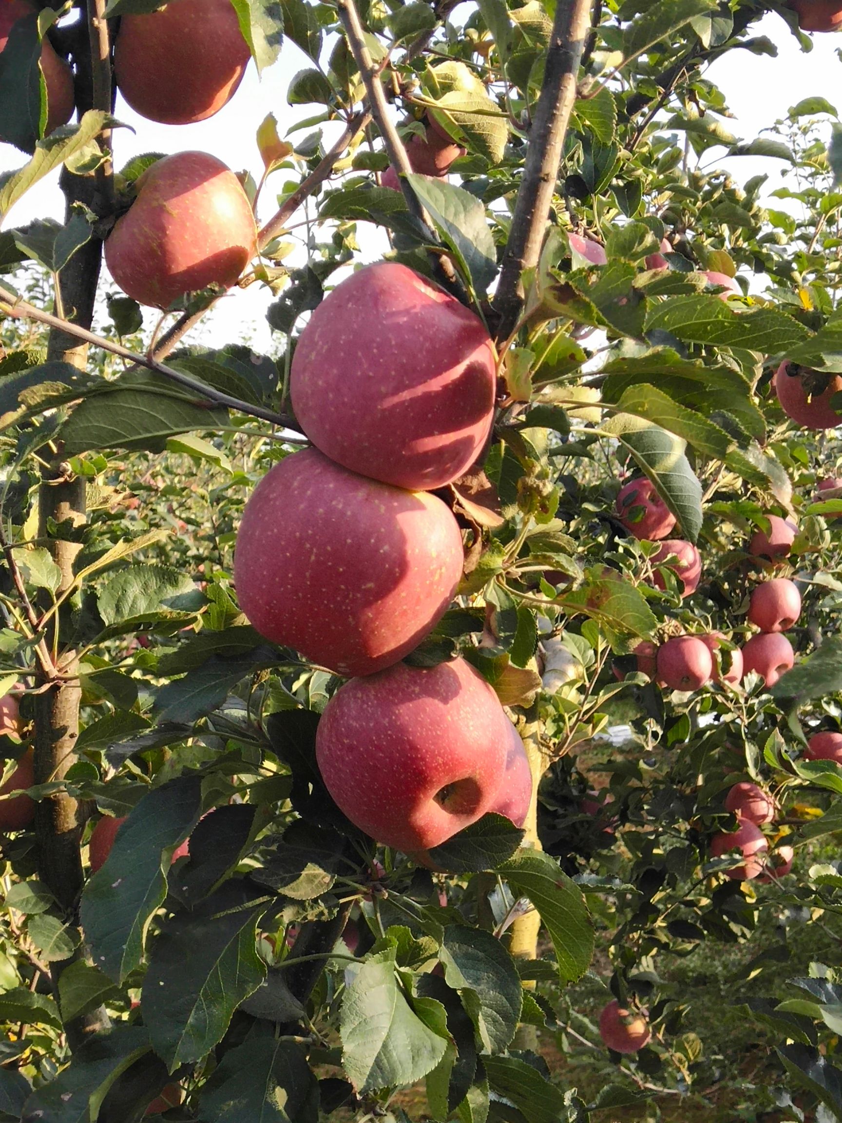 红富士苹果 70mm以上 全红 光果