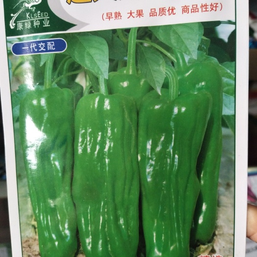 沭阳县特大川椒种子 ≥99% ≥99% 杂交种
