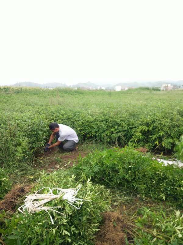 红富士苹果 70mm以上 全红 光果