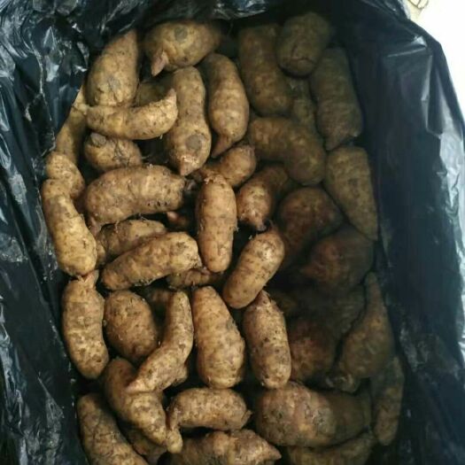 贵定县乌红天麻 