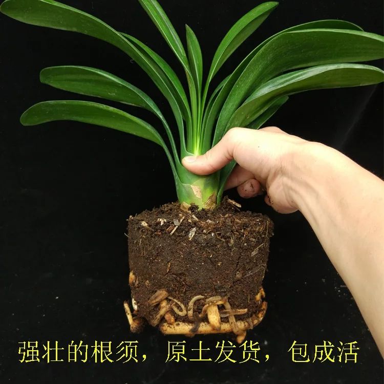 新沂市君子兰盆栽