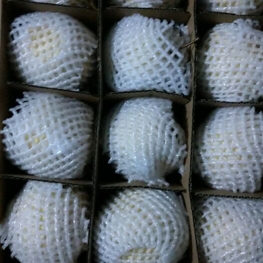 富平县砀山梨 250-300g 70mm以上 