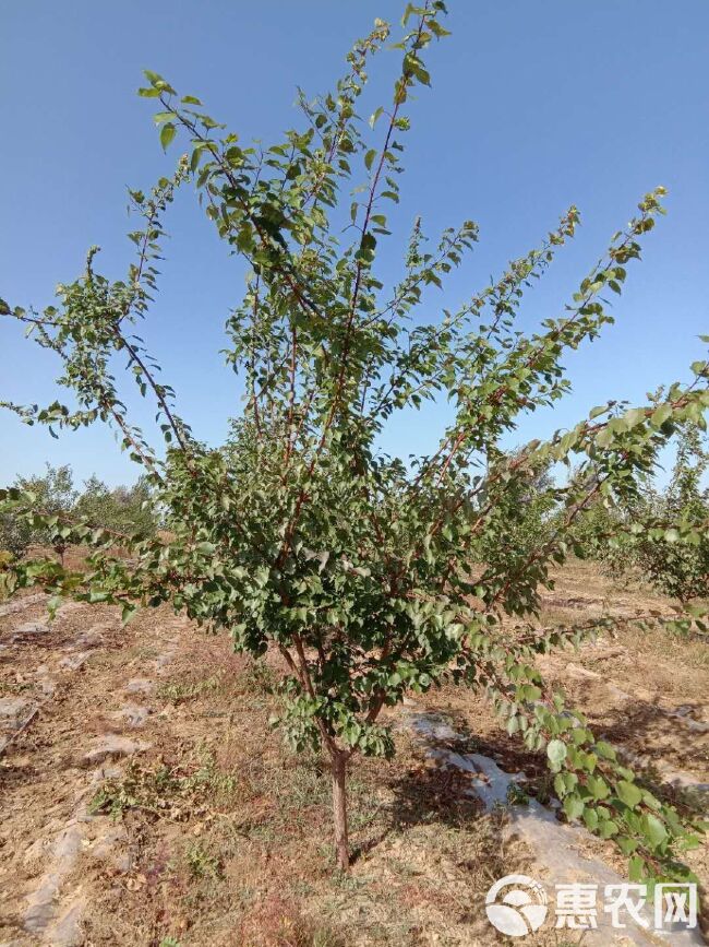 大接杏树苗  仁用杏树，杏树，树苗，成品树苗，绿化，定植树，风景树