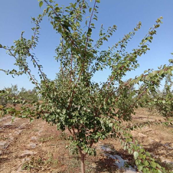 大接杏树苗  仁用杏树，杏树，树苗，成品树苗，绿化，定植树，风景树