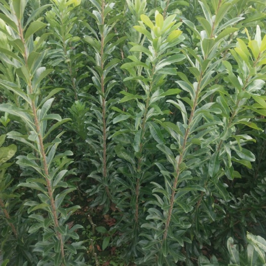 靖州县荸荠杨梅种苗