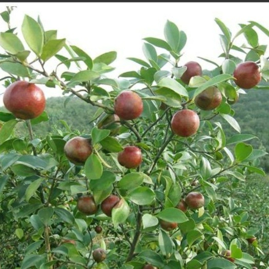 油茶籽 天然，有图有真像，出油率高