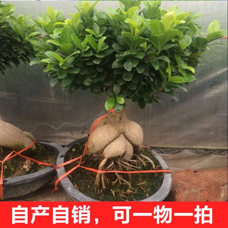 人参榕树盆景