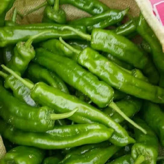夏邑县新一代辣椒 大青椒