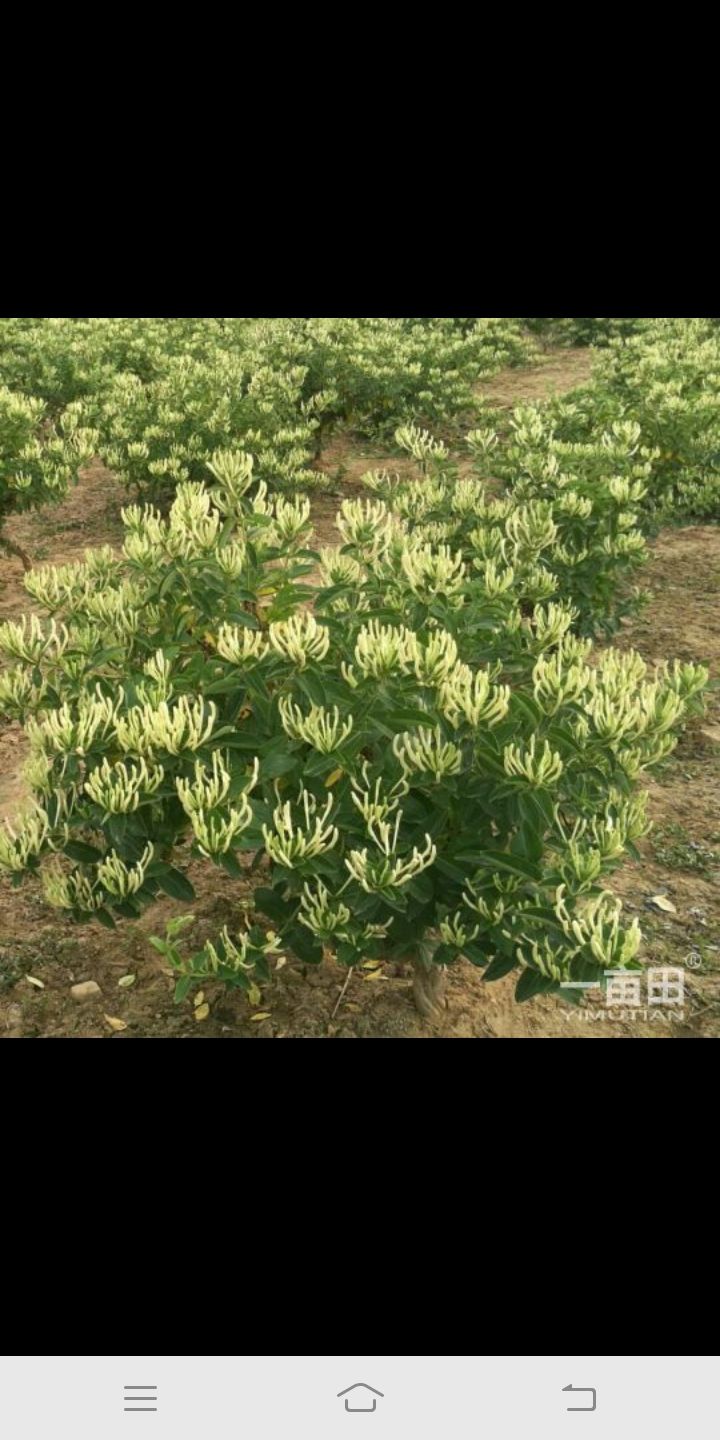 四季金银花 10~20公分
