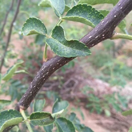 韩城市无刺花椒苗
