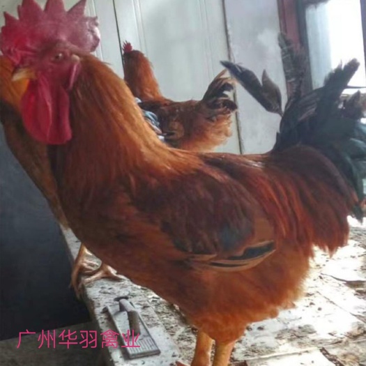 广州红羽鸡苗  红麻四公苗 厂家直销 出壳打疫苗