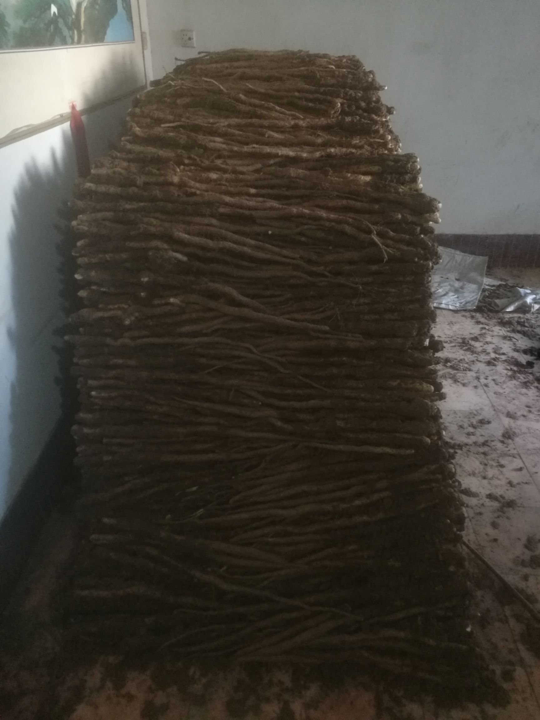 垆土铁棍山药 30~40cm