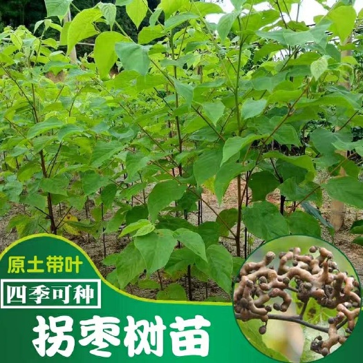 拐枣苗 拐枣苗