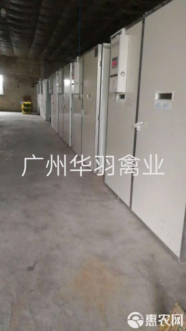 三黄鸡苗  土鸡苗 土三母鸡苗 厂家直销，诚信经营