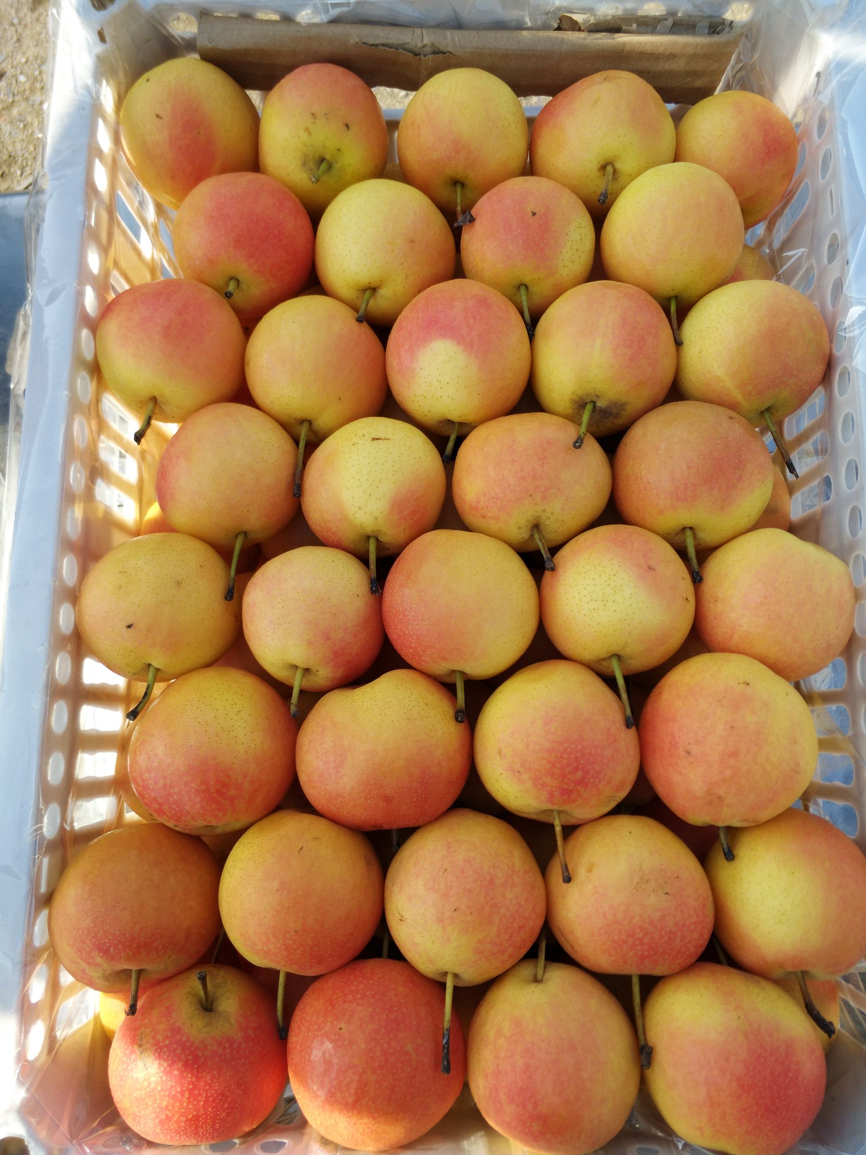 南果梨 60-100g 55mm