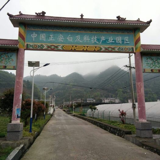 正安县白芨苗