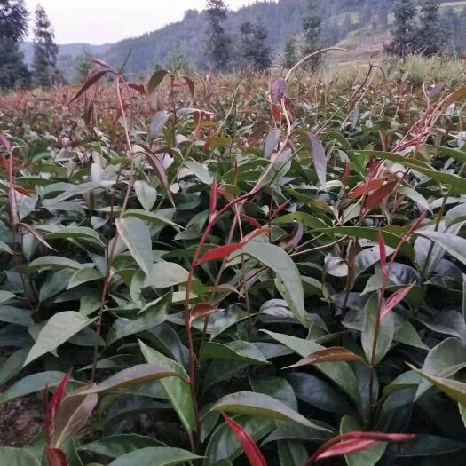 芷江县粉红黑老虎苗